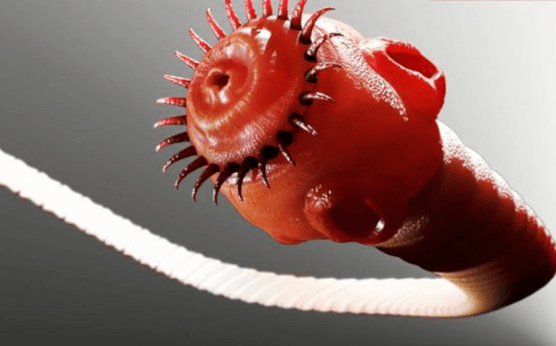 parasit cacing dari tubuh manusia