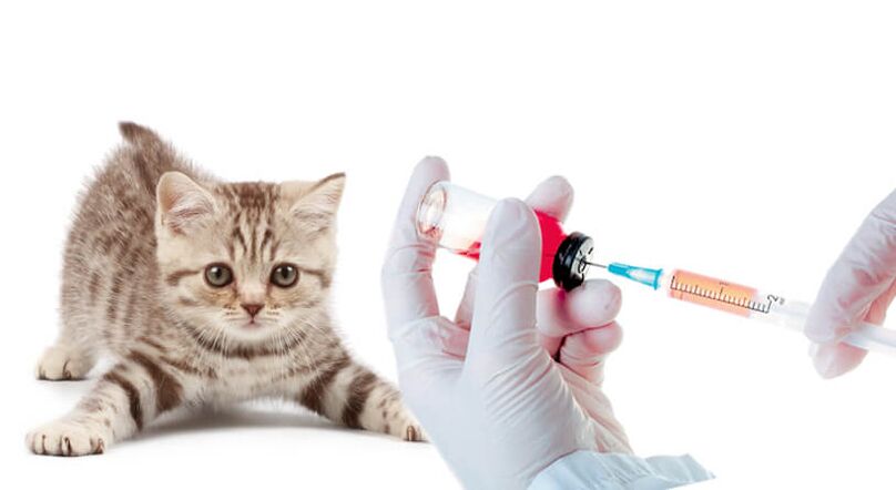 vaksinasi haiwan dan manusia terhadap cacing