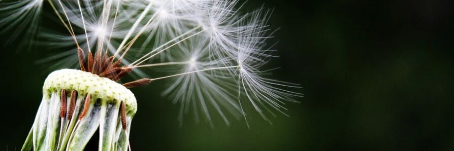 dandelion terhadap cacing