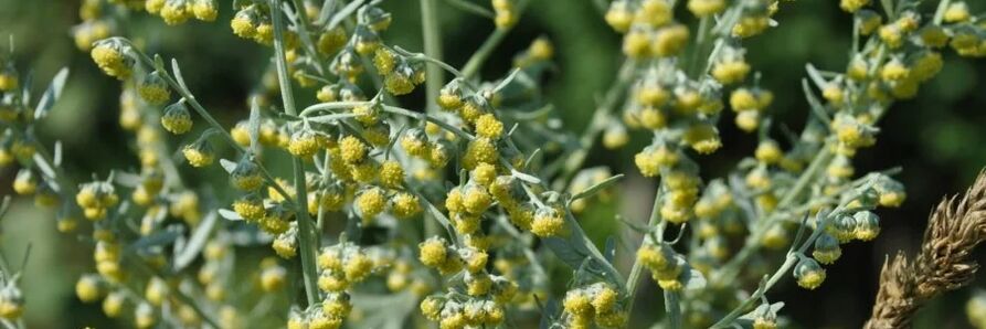 wormwood melawan cacing