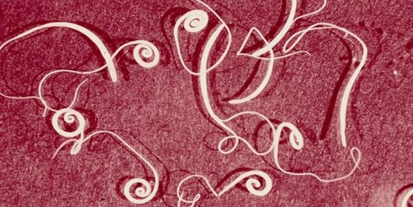 Foto parasit manusia