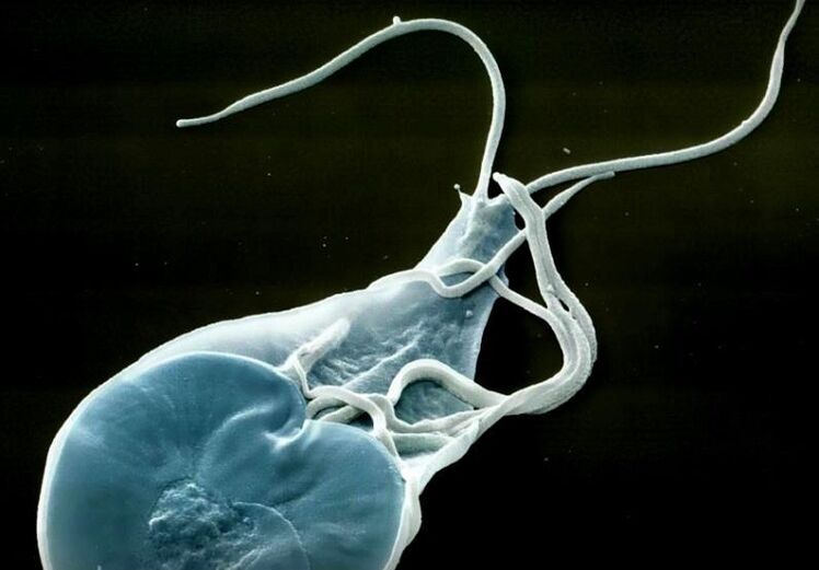 Lamblia usus pada manusia