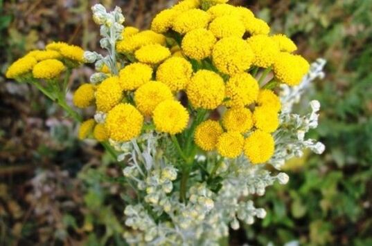 tansy daripada parasit dalam badan manusia